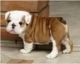 English Bulldog Puppies for sale in Chandler, AZ, USA. price: $200