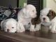 English Bulldog Puppies for sale in North Charleston, SC, USA. price: NA