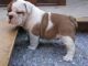 English Bulldog Puppies for sale in Ackerly, TX 79713, USA. price: NA