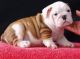 English Bulldog Puppies for sale in Cambridge, MA, USA. price: NA