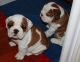 English Bulldog Puppies for sale in Oakland, CA, USA. price: NA