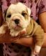 English Bulldog Puppies for sale in Glencoe, AR 72539, USA. price: NA