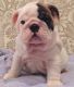 English Bulldog Puppies for sale in Gadsden, AL, USA. price: NA