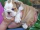 English Bulldog Puppies for sale in Denver, IN, USA. price: NA