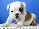 English Bulldog Puppies for sale in Reading, VT, USA. price: NA