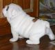 English Bulldog Puppies for sale in Essexville, MI 48732, USA. price: $300