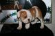 English Bulldog Puppies for sale in Surprise, AZ, USA. price: NA