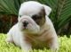 English Bulldog Puppies for sale in Arkansas City, AR 71630, USA. price: NA