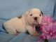 English Bulldog Puppies for sale in Alpine, NJ, USA. price: NA