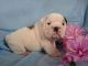 English Bulldog Puppies for sale in Concord Township, PA, USA. price: NA