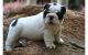 English Bulldog Puppies for sale in Beverly Hills, MI 48025, USA. price: $450