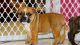 English Bulldog Puppies for sale in Garland, TX, USA. price: NA