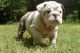English Bulldog Puppies for sale in Atlanta, ID 83716, USA. price: NA
