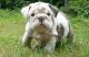 English Bulldog Puppies for sale in Arcadia, IN 46030, USA. price: NA