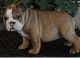 English Bulldog Puppies for sale in Abbeville, GA 31001, USA. price: $600