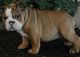 English Bulldog Puppies for sale in Adel, GA 31620, USA. price: NA