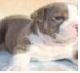 English Bulldog Puppies for sale in Aragon, GA, USA. price: NA