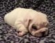 English Bulldog Puppies for sale in Baconton, GA 31716, USA. price: $500