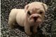 English Bulldog Puppies for sale in Ailey, GA, USA. price: NA