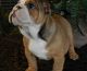 English Bulldog Puppies for sale in Barney, GA 31625, USA. price: NA