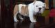 English Bulldog Puppies for sale in Abbeville, GA 31001, USA. price: $600