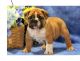 English Bulldog Puppies for sale in Anderson, SC, USA. price: NA