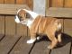 English Bulldog Puppies for sale in Oak Park, MI 48237, USA. price: NA