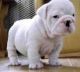 English Bulldog Puppies for sale in Arnaudville, LA 70512, USA. price: NA