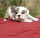 English Bulldog Puppies for sale in Simpsonville, SC, USA. price: NA