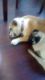 English Bulldog Puppies for sale in Houghton Lake, MI, USA. price: NA