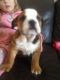 English Bulldog Puppies for sale in Rochester, NY, USA. price: $300