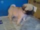 English Bulldog Puppies for sale in California, USA. price: NA