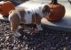 English Bulldog Puppies for sale in Overland Park, KS, USA. price: NA