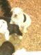 English Bulldog Puppies for sale in New Braunfels, TX, USA. price: NA