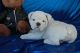 English Bulldog Puppies for sale in Metairie, LA, USA. price: NA