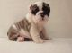English Bulldog Puppies for sale in Richland, MS, USA. price: NA