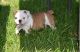 English Bulldog Puppies for sale in Johnstown, NE 69214, USA. price: NA