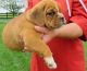 English Bulldog Puppies for sale in Scottsbluff, NE 69361, USA. price: NA