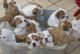 English Bulldog Puppies for sale in Ludhiana, Punjab 141001, India. price: 40000 INR