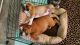English Bulldog Puppies for sale in Lafayette, LA, USA. price: NA