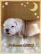 English Bulldog Puppies for sale in Palmdale, CA, USA. price: $2,000