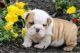 English Bulldog Puppies for sale in Bishops Corner, Southington, CT 06489, USA. price: NA