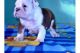 English Bulldog Puppies for sale in Olds, IA, USA. price: NA