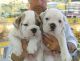 English Bulldog Puppies for sale in Clinton, MD, USA. price: NA