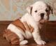English Bulldog Puppies for sale in Oljato-Monument Valley, UT 84536, USA. price: NA