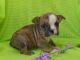 English Bulldog Puppies for sale in Albion, ID 83311, USA. price: NA