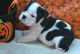 English Bulldog Puppies for sale in Addison, AL 35540, USA. price: NA