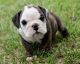 English Bulldog Puppies for sale in Cairo, Cairo Governorate, Egypt. price: NA