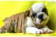 English Bulldog Puppies for sale in Santa Rosa, CA, USA. price: NA