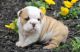 English Bulldog Puppies for sale in Española, NM, USA. price: NA
